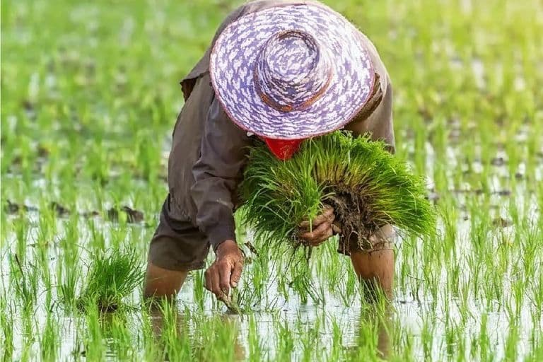 Farmer planting young rice seedlings by hand