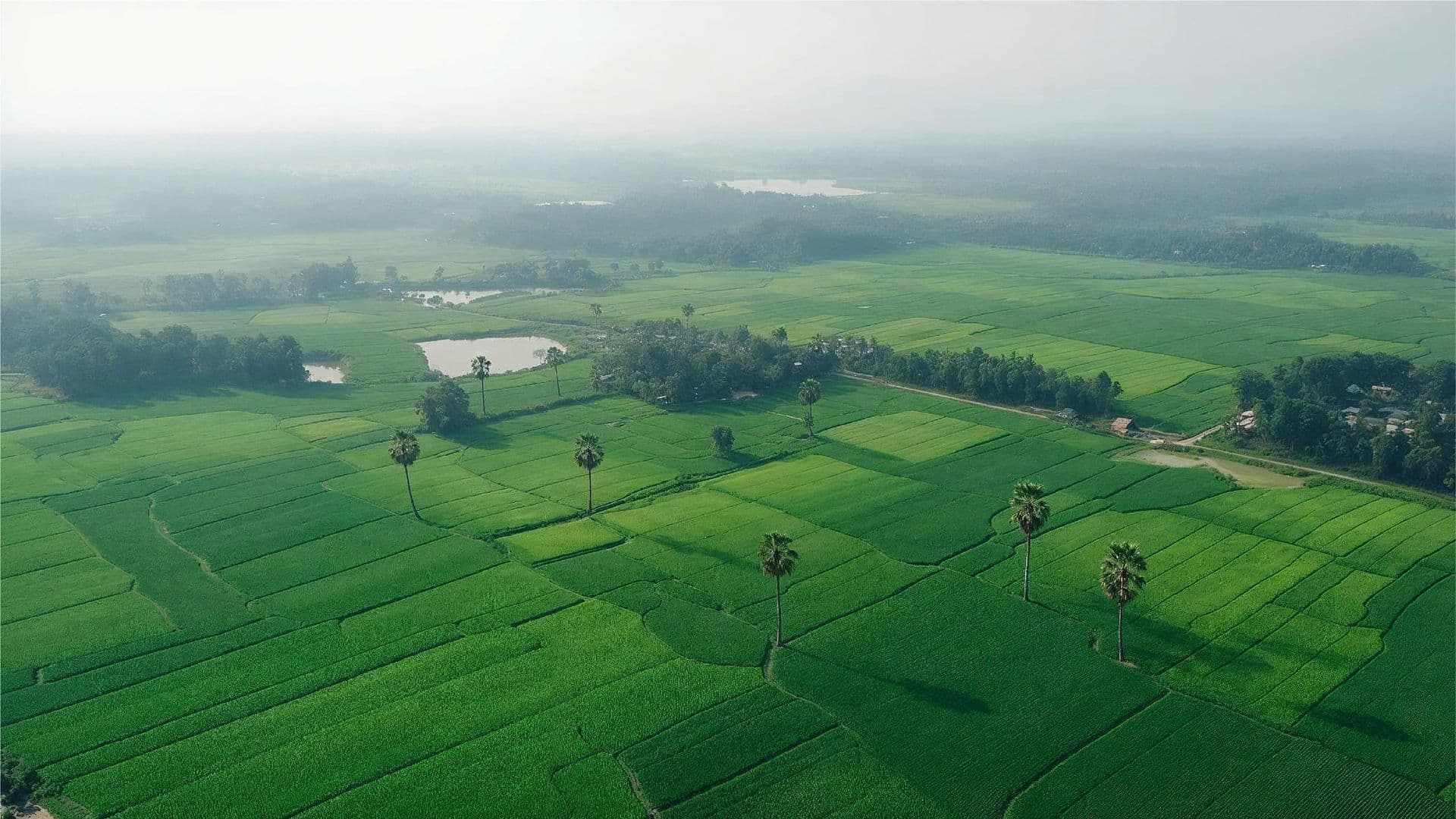Misty morning over green rice paddies
