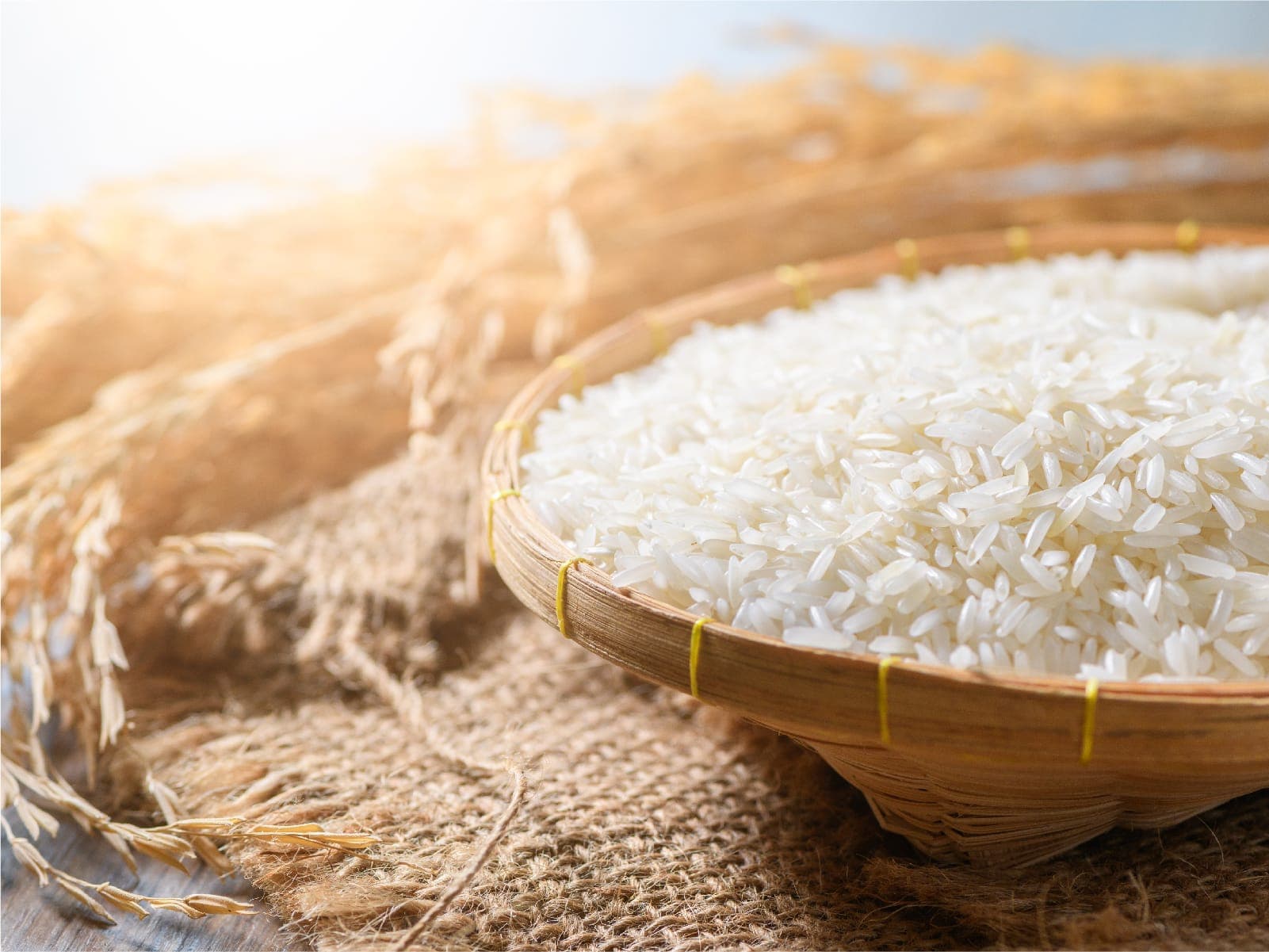 Harvested jasmine rice in a woven basket in golden light