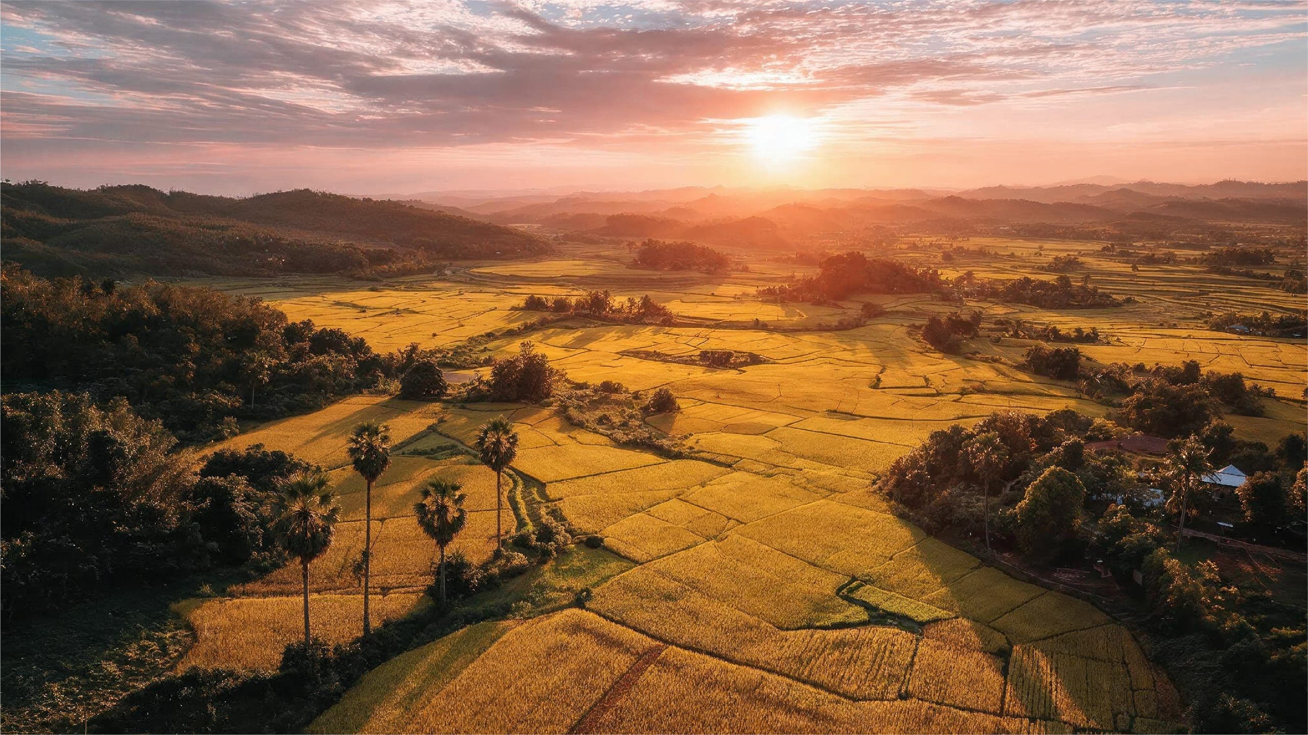 Golden rice fields at sunset in the Cambodian countryside